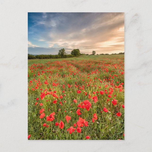Postal Campo de amapolas (Anverso)