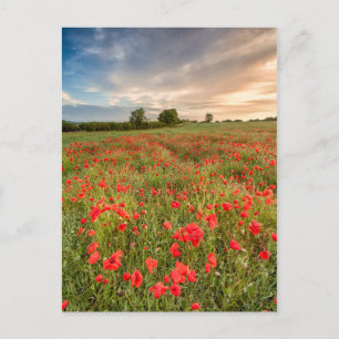 Postal Campo de amapolas