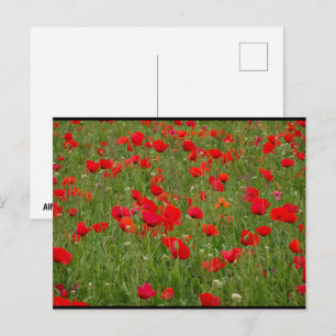 Postal Campo de Amapolas