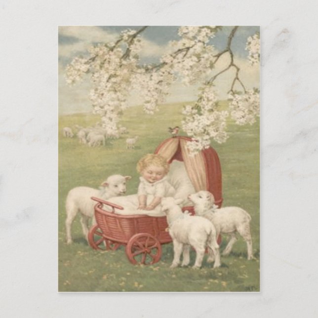 Postal Campo de árbol Dogwood de cordero para bebés (Anverso)
