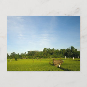 Postal Campo de arroz arrozal en Bali