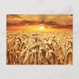 Postal Campo de atardecer y trigo