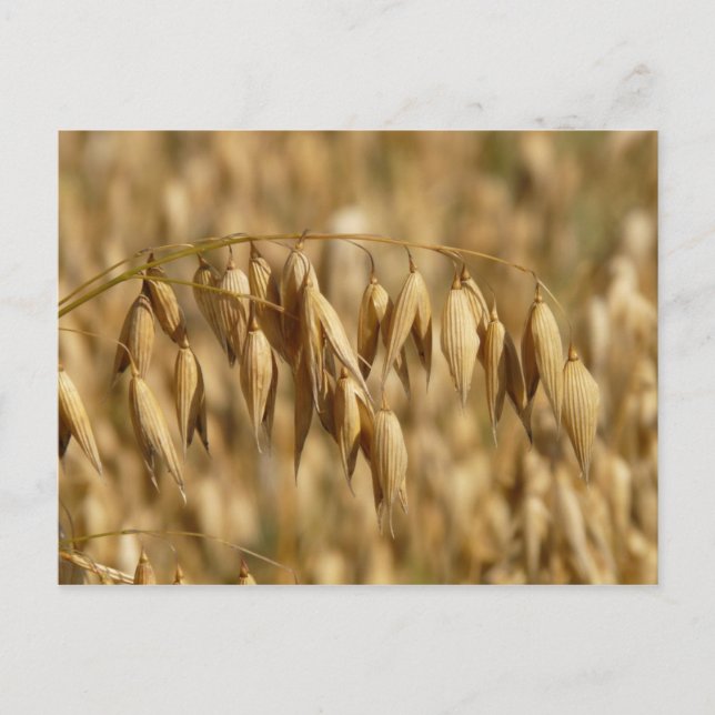Postal Campo de Avena (Anverso)