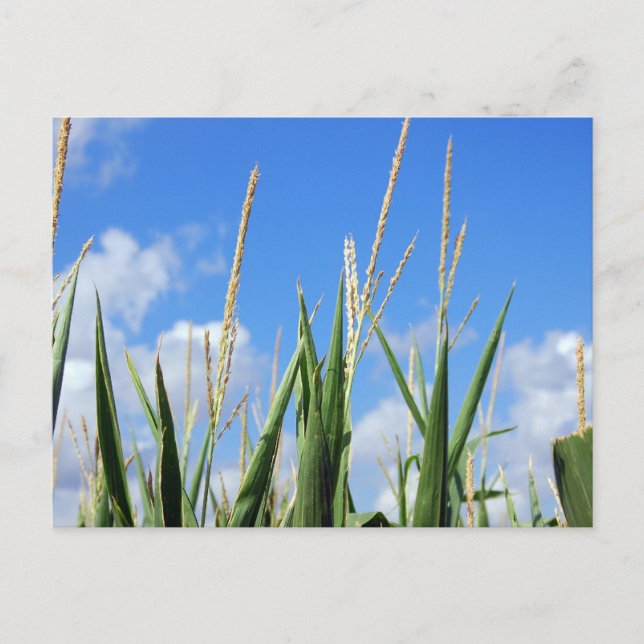 Postal campo de batalla (Anverso)