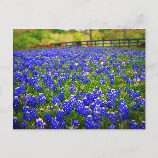 Postal Campo de Bluebonnets (Anverso)