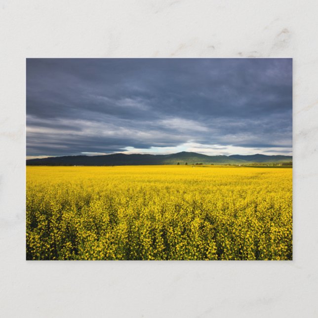 Postal Campo de canola en luz de mañana en Flathead (Anverso)