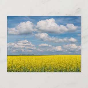 Postal Campo de Canola & Nubes