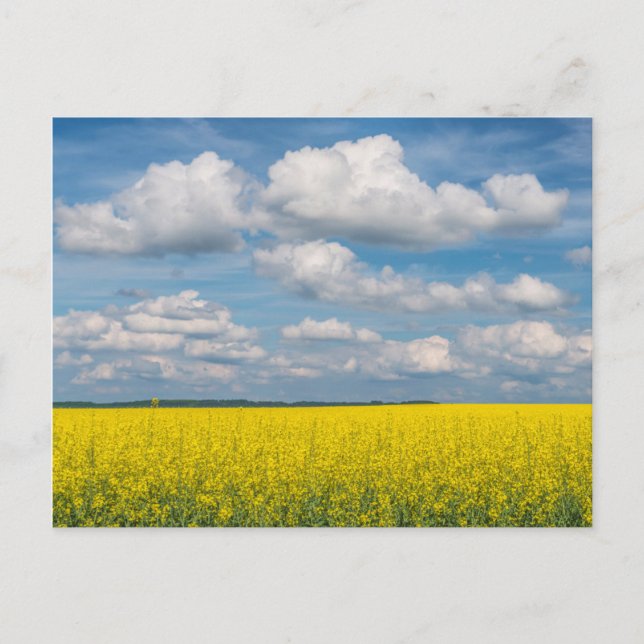 Postal Campo de Canola & Nubes (Anverso)