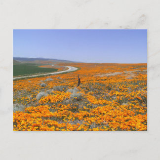 Postal Campo de disquete de California