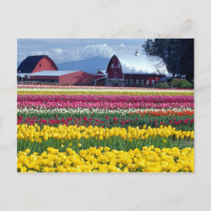 Postal Campo de exhibición de tulipanes
