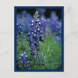 Postal Campo de Flor Azul de Texas Bluebonnet estado
