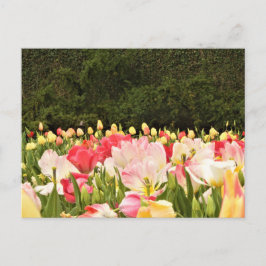 Postal Campo de flores