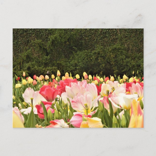 Postal Campo de flores (Anverso)