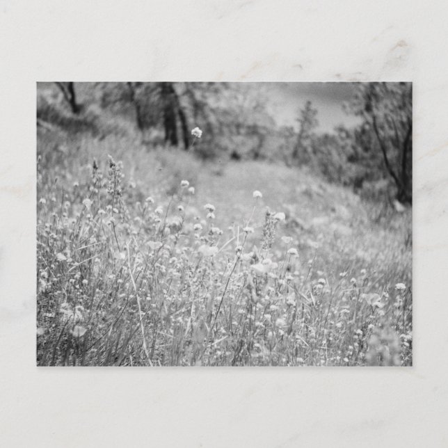 Postal Campo de flores (Anverso)