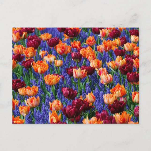 Postal Campo de flores azules, naranjas y rojas (Anverso)