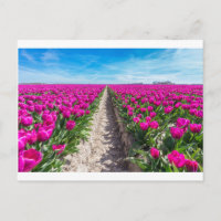 Campo de flores con tulipanes y sendero púrpura