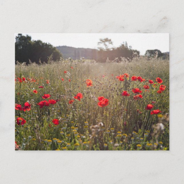 Postal Campo de flores de amapola (Anverso)