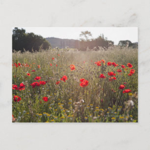 Postal Campo de flores de amapola