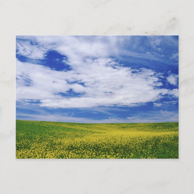 Postal Campo de flores de canola o mostaza, Palouse (Anverso)