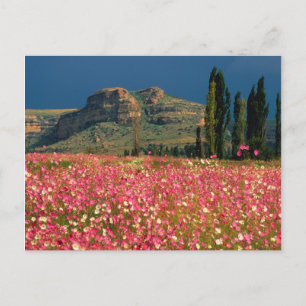 Postal Campo de flores de Cosmos, Distrito de Fouriesburg