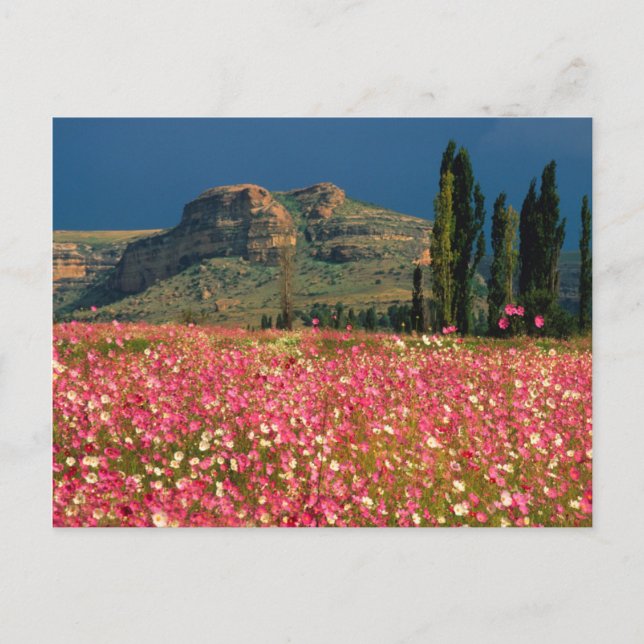 Postal Campo de flores de Cosmos, Distrito de Fouriesburg (Anverso)
