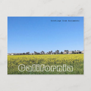 Postal Campo de flores de mostaza