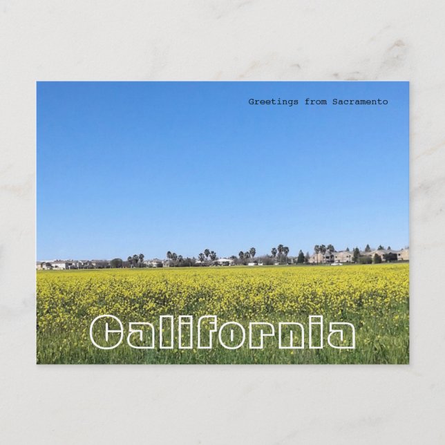 Postal Campo de flores de mostaza (Anverso)