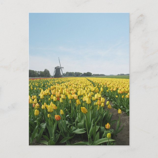 Postal Campo de flores de tulipán amarillo y molino de vi (Anverso)
