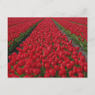 Postal Campo de flores de tulipanes, Países Bajos, Holand