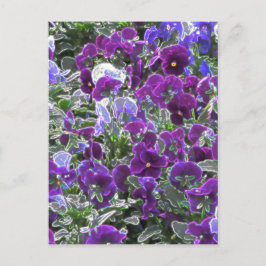 Postal Campo De Flores Púrpura 8420 Pansies