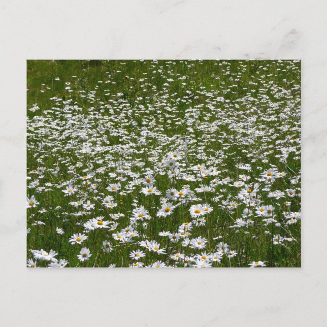 Postal Campo de flores silvestres de Daisies Alaskan (Anverso)