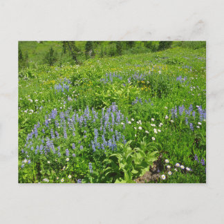 Postal Campo de flores silvestres en el Monte Rainier