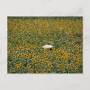 Postal Campo de girasol