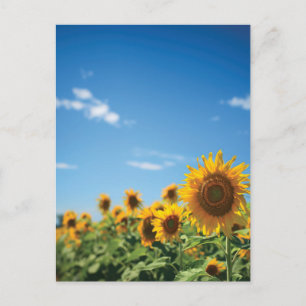 Postal Campo de girasol