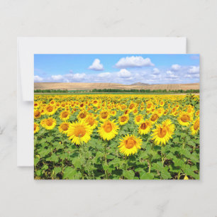 Postal Campo de girasol