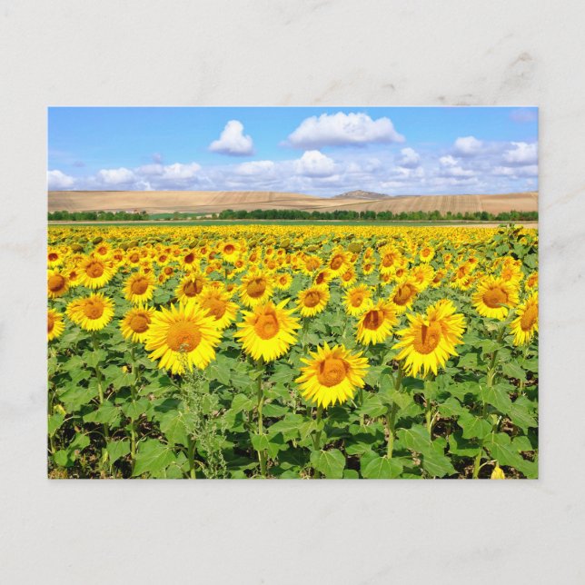Postal Campo de girasol (Anverso)