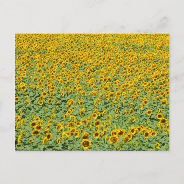 Postal Campo de girasol amarillo (Anverso)