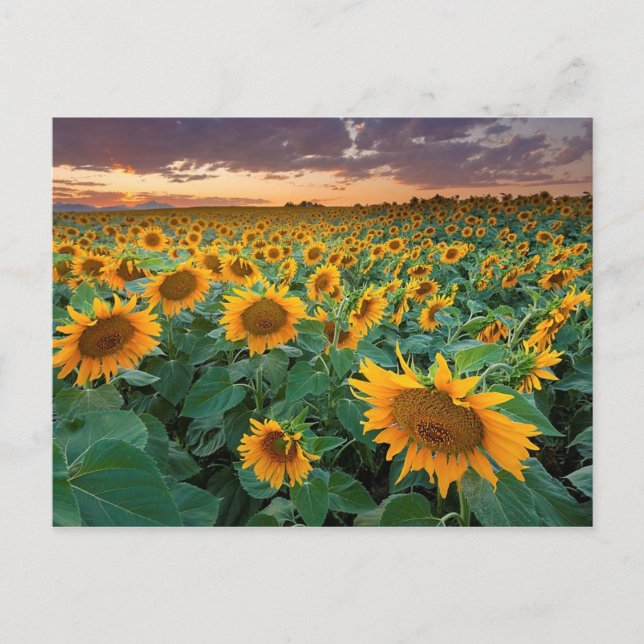 Postal Campo de girasol en Longmont, Colorado (Anverso)