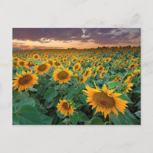 Postal Campo de girasol en Longmont, Colorado