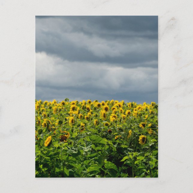 Postal Campo de girasoles. (Anverso)