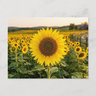 Postal Campo de Girasoles