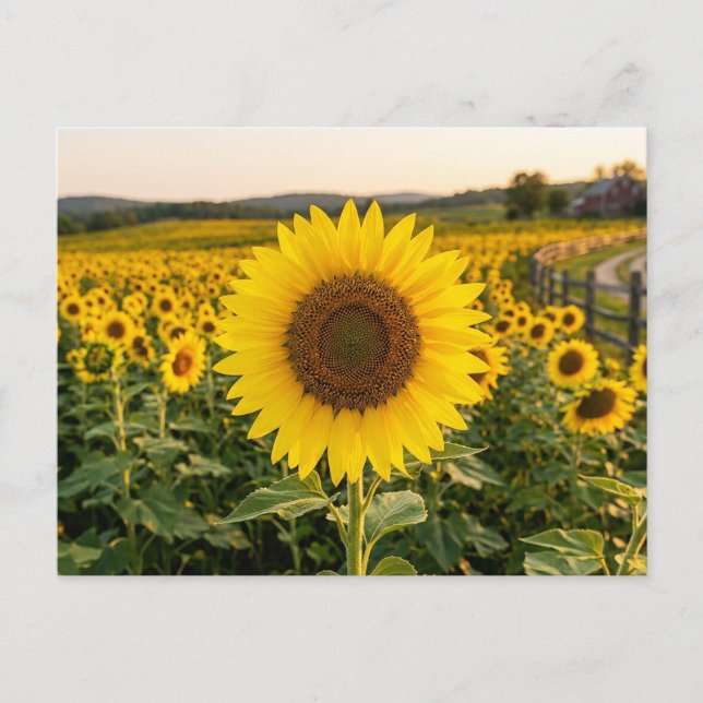 Postal Campo de Girasoles (Anverso)