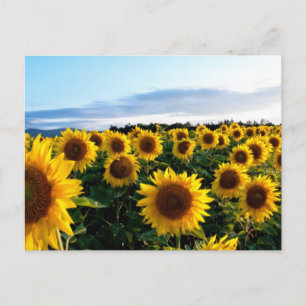 Postal Campo de Girasoles