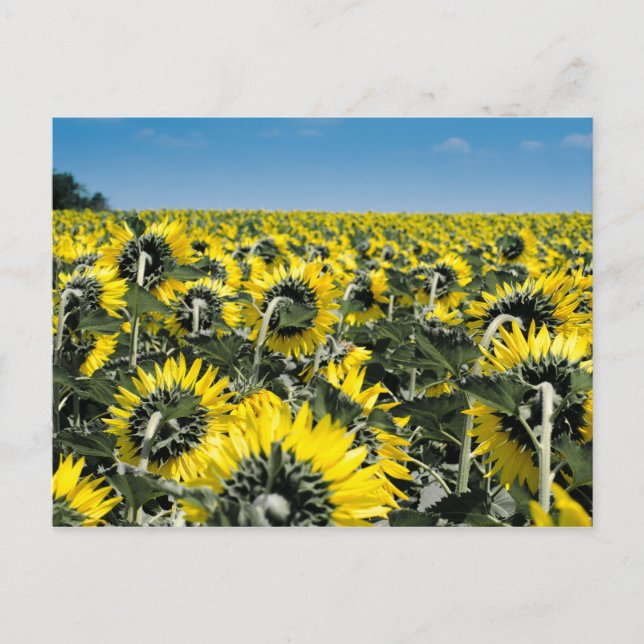 Postal Campo de girasoles (Anverso)