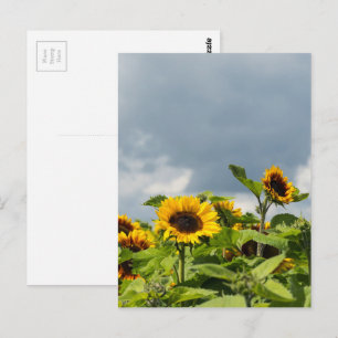 Postal Campo de Girasoles
