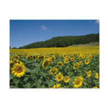Campo de girasoles