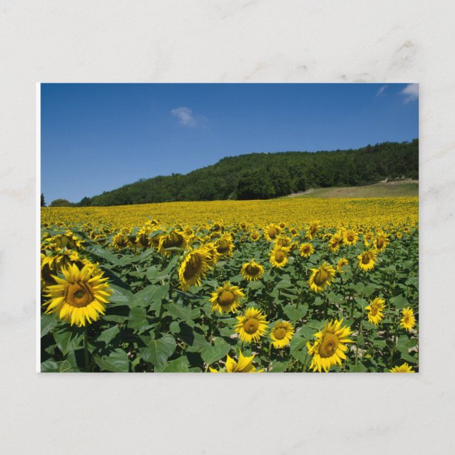 Postal Campo de girasoles (Anverso)