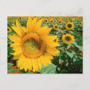 Postal Campo de Girasoles. Distrito de Heidleberg