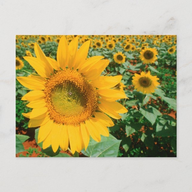 Postal Campo de Girasoles. Distrito de Heidleberg (Anverso)