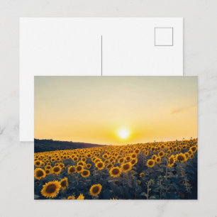 Postal Campo de Girasoles Dorados al Atardecer